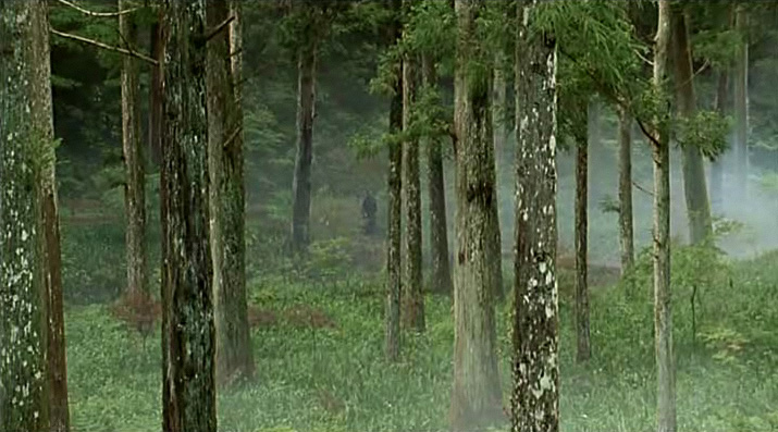 Лес в Японии.